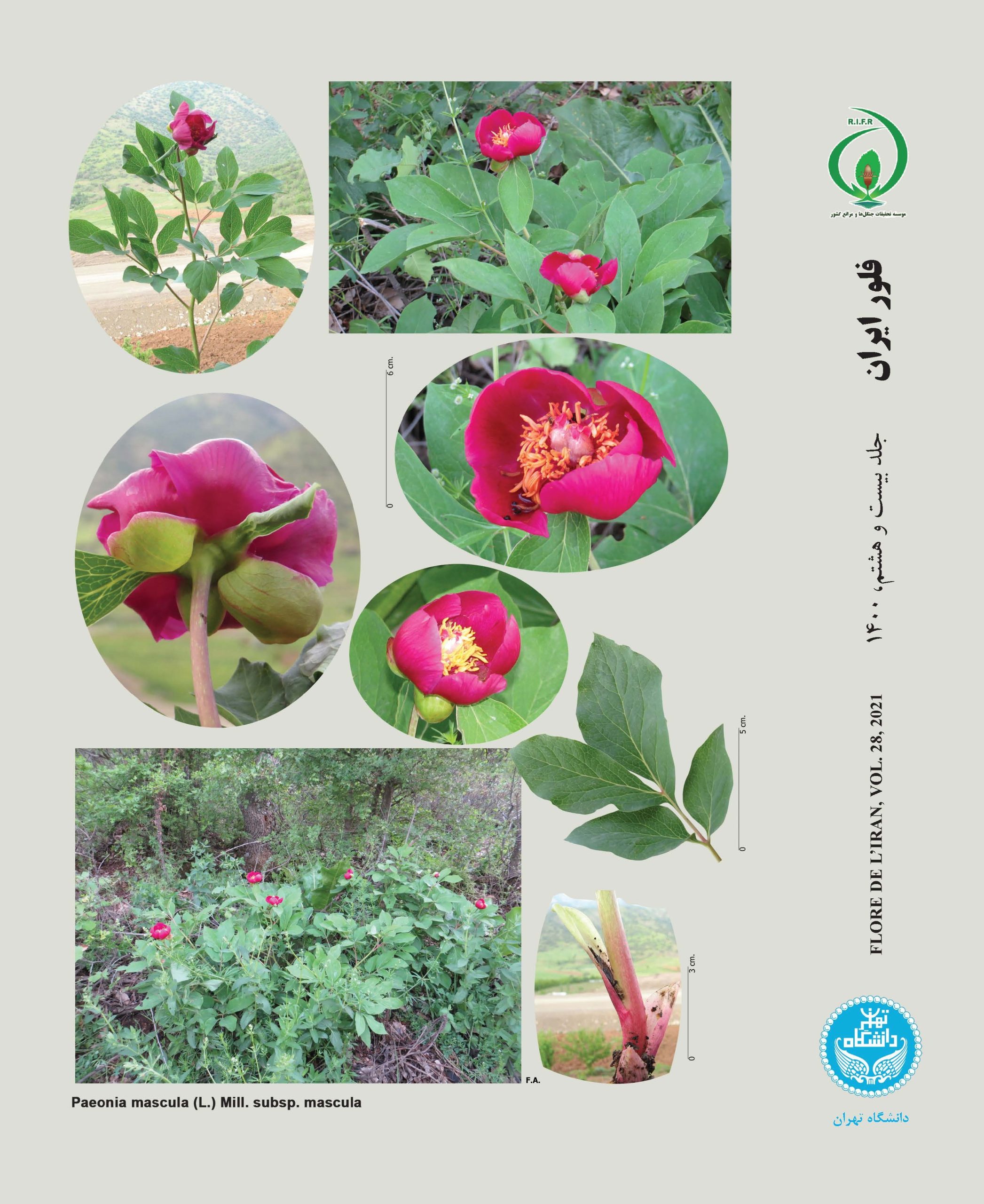 فلور ایران (فلور رنگی ایران به سه زبان فارسی، انگلیسی و فرانسه)، جلد ۲۸